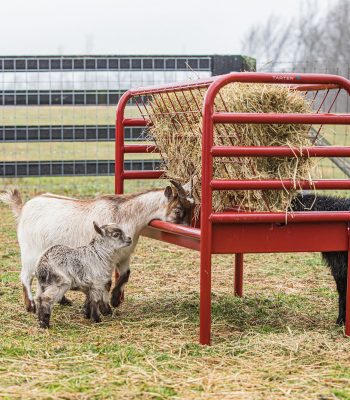 small-animal-feeders